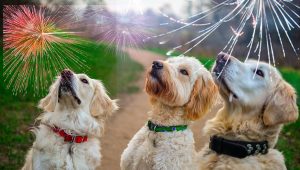 Pólvora pet friendly